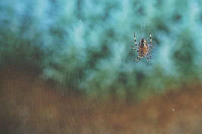 棕色和黑色蜘蛛网